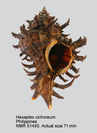 Hexaplex cichoreum.jpg - Hexaplex cichoreum(Gmelin,1791)